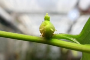 Anredera cordifolia tubercle